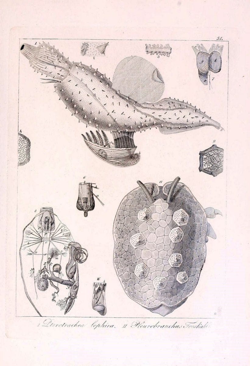 Descrizione e notomia degli animali invertebrati della Sicilia citeriore :.Naples :C. Ba | Invertebrates "Kingdom of the Two Sicilies" "Sicily (Italy)"  | Vintage Print Reproduction 468673