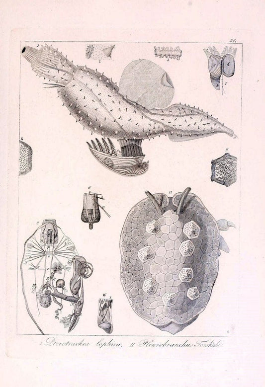 Descrizione e notomia degli animali invertebrati della Sicilia citeriore :.Naples :C. Ba | Invertebrates "Kingdom of the Two Sicilies" "Sicily (Italy)"  | Vintage Print Reproduction 468673