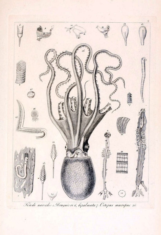 Descrizione e notomia degli animali invertebrati della Sicilia citeriore :.Naples :C. Ba | Invertebrates "Kingdom of the Two Sicilies" "Sicily (Italy)"  | Vintage Print Reproduction 468674
