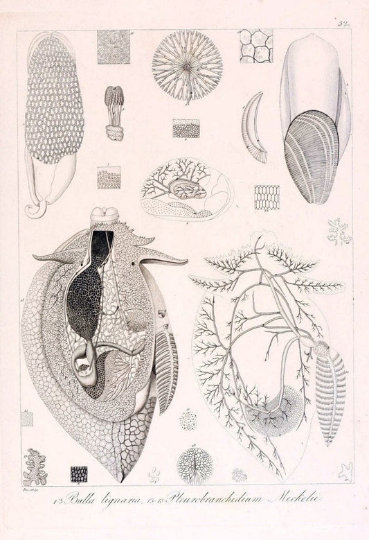 Descrizione e notomia degli animali invertebrati della Sicilia citeriore :.Naples :C. Ba | Invertebrates "Kingdom of the Two Sicilies" "Sicily (Italy)"  | Vintage Print Reproduction 468675