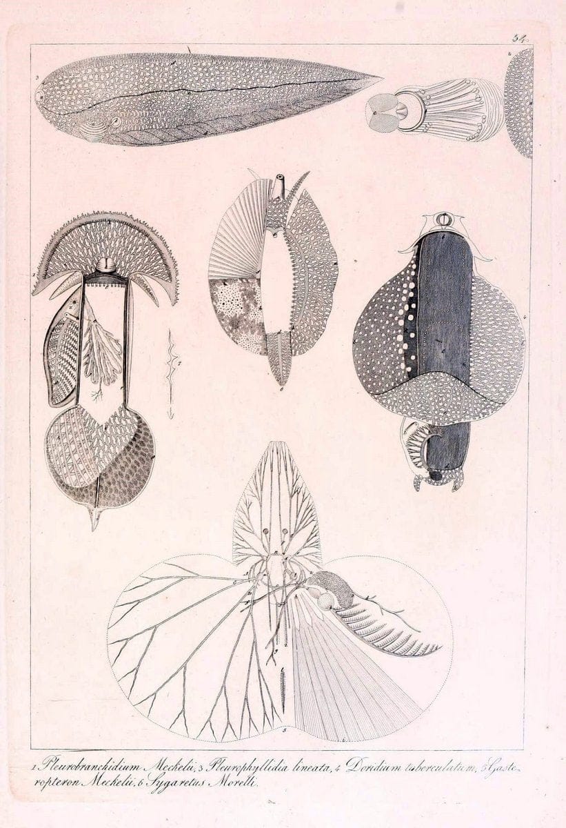 Descrizione e notomia degli animali invertebrati della Sicilia citeriore :.Naples :C. Ba | Invertebrates "Kingdom of the Two Sicilies" "Sicily (Italy)"  | Vintage Print Reproduction 468677
