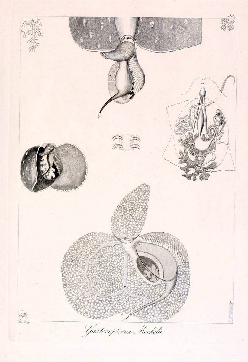 Descrizione e notomia degli animali invertebrati della Sicilia citeriore :.Naples :C. Ba | Invertebrates "Kingdom of the Two Sicilies" "Sicily (Italy)"  | Vintage Print Reproduction 468678