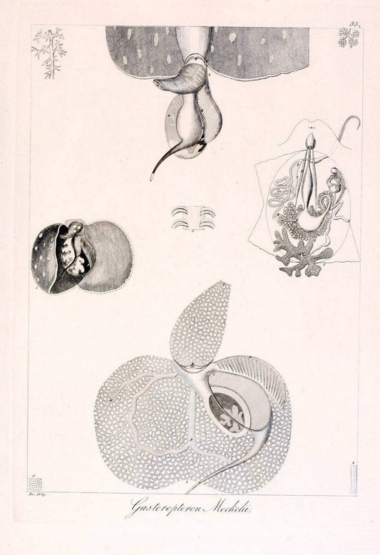 Descrizione e notomia degli animali invertebrati della Sicilia citeriore :.Naples :C. Ba | Invertebrates "Kingdom of the Two Sicilies" "Sicily (Italy)"  | Vintage Print Reproduction 468678