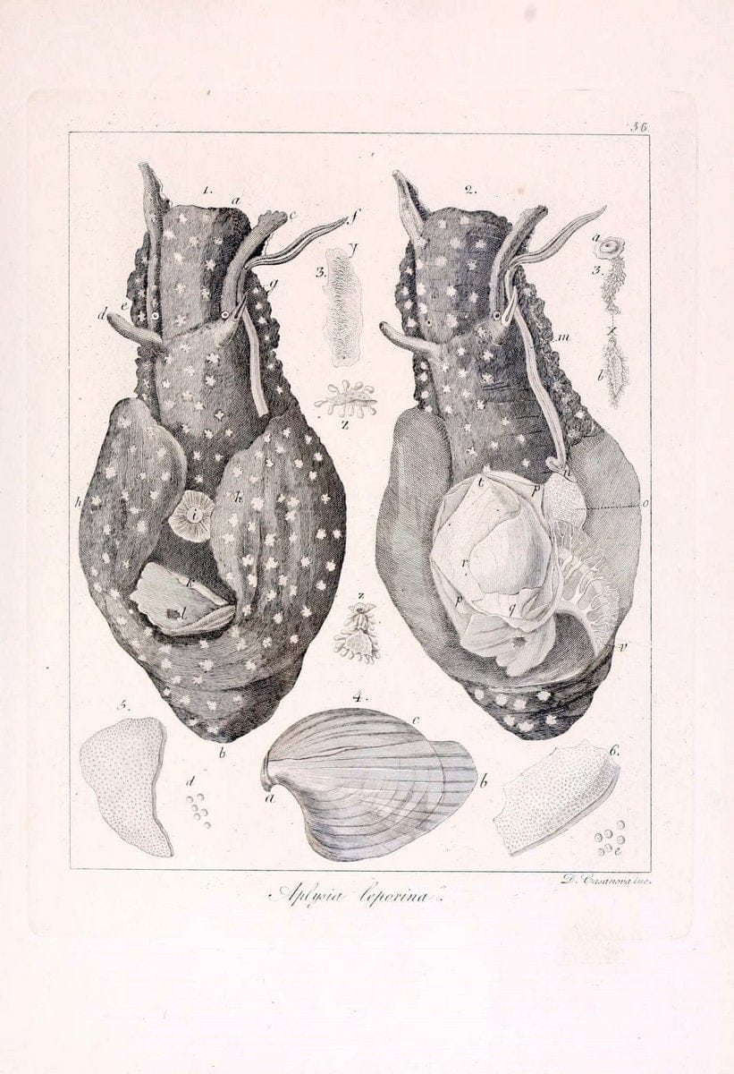 Descrizione e notomia degli animali invertebrati della Sicilia citeriore :.Naples :C. Ba | Invertebrates "Kingdom of the Two Sicilies" "Sicily (Italy)"  | Vintage Print Reproduction 468679