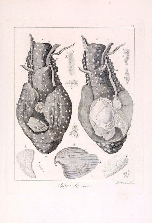 Descrizione e notomia degli animali invertebrati della Sicilia citeriore :.Naples :C. Ba | Invertebrates "Kingdom of the Two Sicilies" "Sicily (Italy)"  | Vintage Print Reproduction 468679
