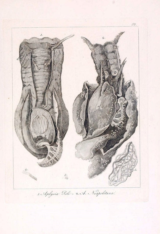 Descrizione e notomia degli animali invertebrati della Sicilia citeriore :.Naples :C. Ba | Invertebrates "Kingdom of the Two Sicilies" "Sicily (Italy)"  | Vintage Print Reproduction 468680