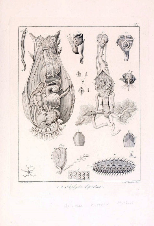 Descrizione e notomia degli animali invertebrati della Sicilia citeriore :.Naples :C. Ba | Invertebrates "Kingdom of the Two Sicilies" "Sicily (Italy)"  | Vintage Print Reproduction 468681