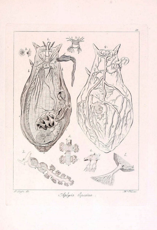 Descrizione e notomia degli animali invertebrati della Sicilia citeriore :.Naples :C. Ba | Invertebrates "Kingdom of the Two Sicilies" "Sicily (Italy)"  | Vintage Print Reproduction 468682