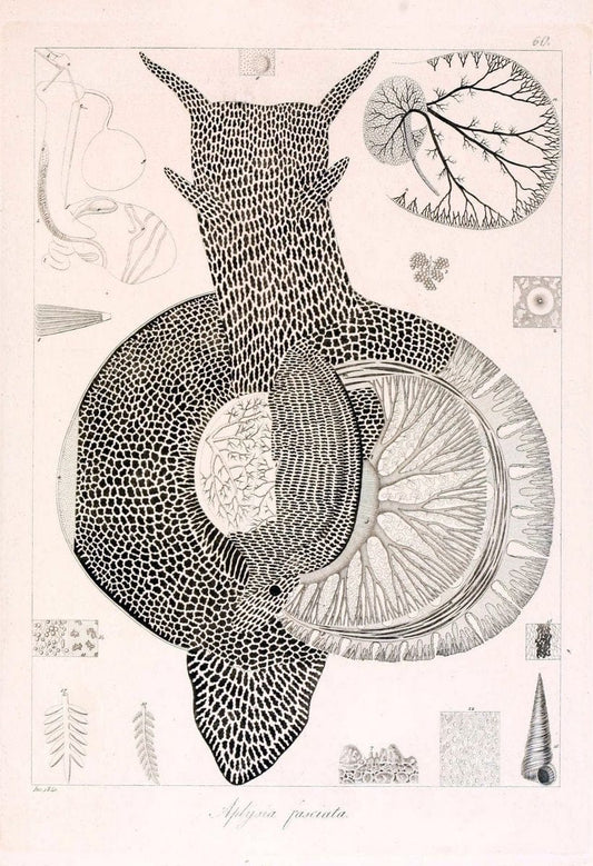 Descrizione e notomia degli animali invertebrati della Sicilia citeriore :.Naples :C. Ba | Invertebrates "Kingdom of the Two Sicilies" "Sicily (Italy)"  | Vintage Print Reproduction 468683