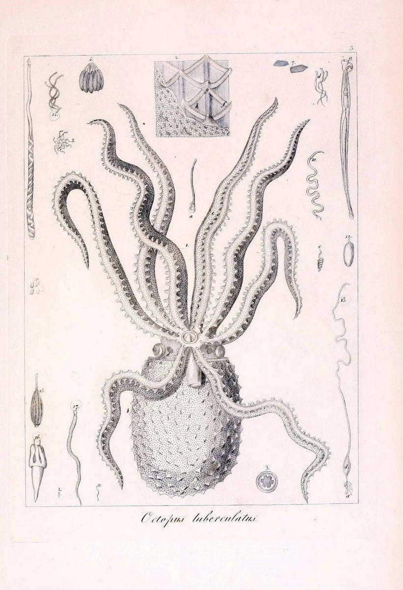 Descrizione e notomia degli animali invertebrati della Sicilia citeriore :.Naples :C. Ba | Invertebrates "Kingdom of the Two Sicilies" "Sicily (Italy)"  | Vintage Print Reproduction 468685