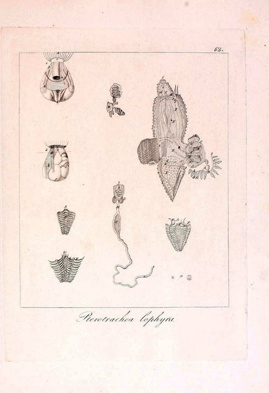 Descrizione e notomia degli animali invertebrati della Sicilia citeriore :.Naples :C. Ba | Invertebrates "Kingdom of the Two Sicilies" "Sicily (Italy)"  | Vintage Print Reproduction 468686