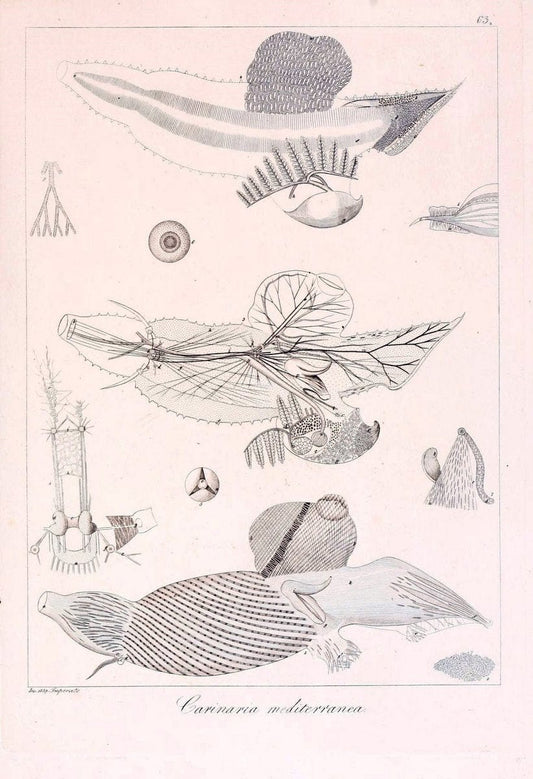 Descrizione e notomia degli animali invertebrati della Sicilia citeriore :.Naples :C. Ba | Invertebrates "Kingdom of the Two Sicilies" "Sicily (Italy)"  | Vintage Print Reproduction 468687