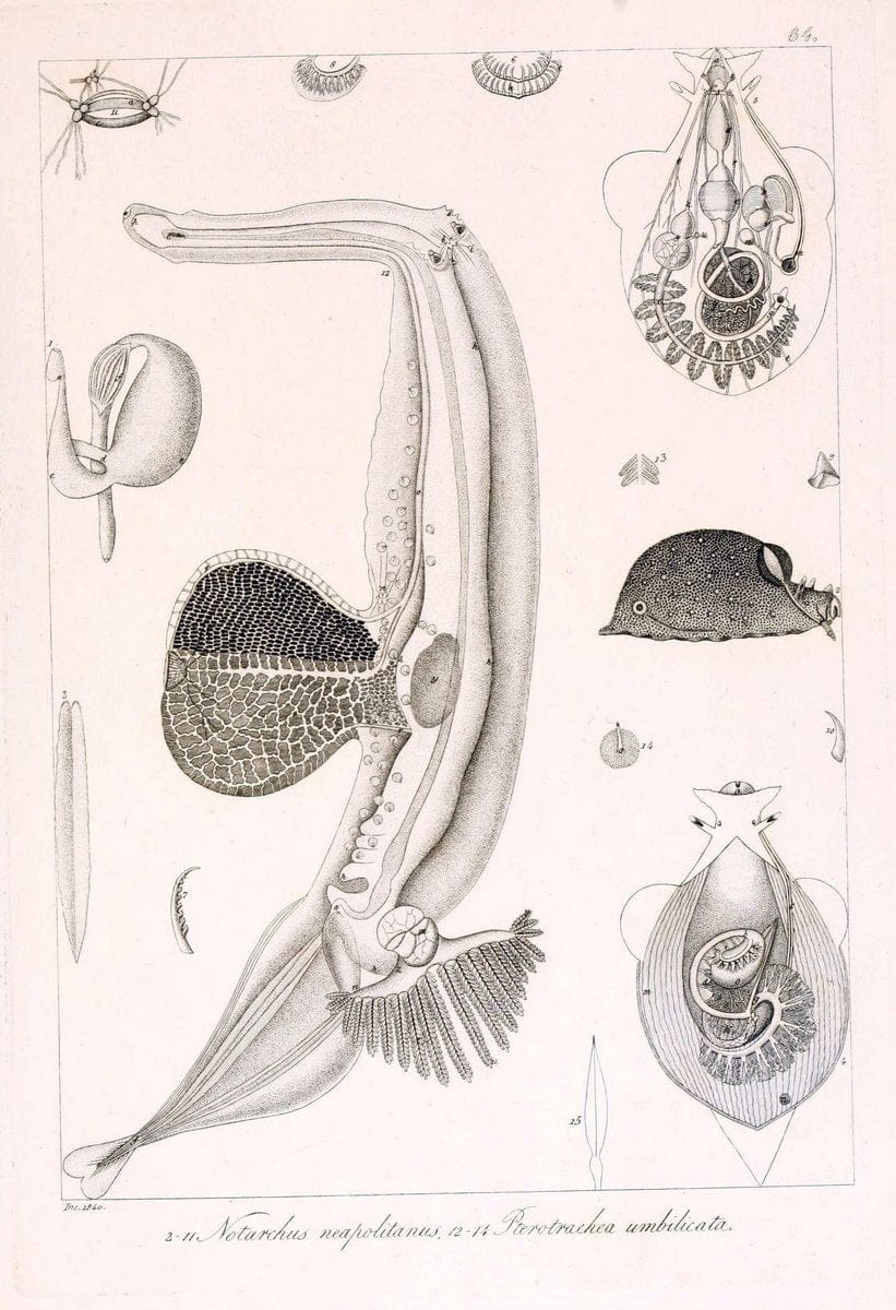 Descrizione e notomia degli animali invertebrati della Sicilia citeriore :.Naples :C. Ba | Invertebrates "Kingdom of the Two Sicilies" "Sicily (Italy)"  | Vintage Print Reproduction 468688