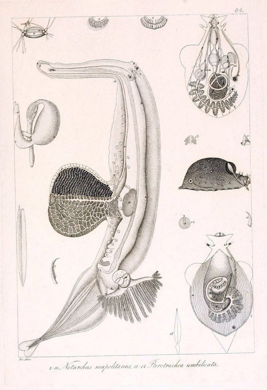 Descrizione e notomia degli animali invertebrati della Sicilia citeriore :.Naples :C. Ba | Invertebrates "Kingdom of the Two Sicilies" "Sicily (Italy)"  | Vintage Print Reproduction 468688