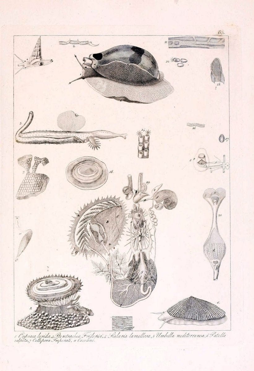 Descrizione e notomia degli animali invertebrati della Sicilia citeriore :.Naples :C. Ba | Invertebrates "Kingdom of the Two Sicilies" "Sicily (Italy)"  | Vintage Print Reproduction 468689