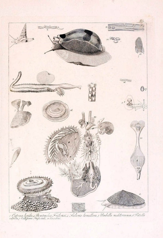 Descrizione e notomia degli animali invertebrati della Sicilia citeriore :.Naples :C. Ba | Invertebrates "Kingdom of the Two Sicilies" "Sicily (Italy)"  | Vintage Print Reproduction 468689
