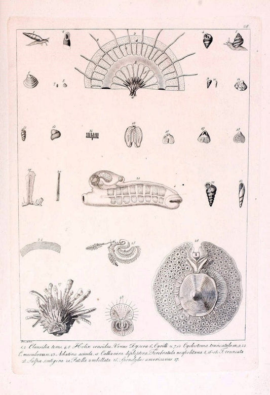 Descrizione e notomia degli animali invertebrati della Sicilia citeriore :.Naples :C. Ba | Invertebrates "Kingdom of the Two Sicilies" "Sicily (Italy)"  | Vintage Print Reproduction 468690