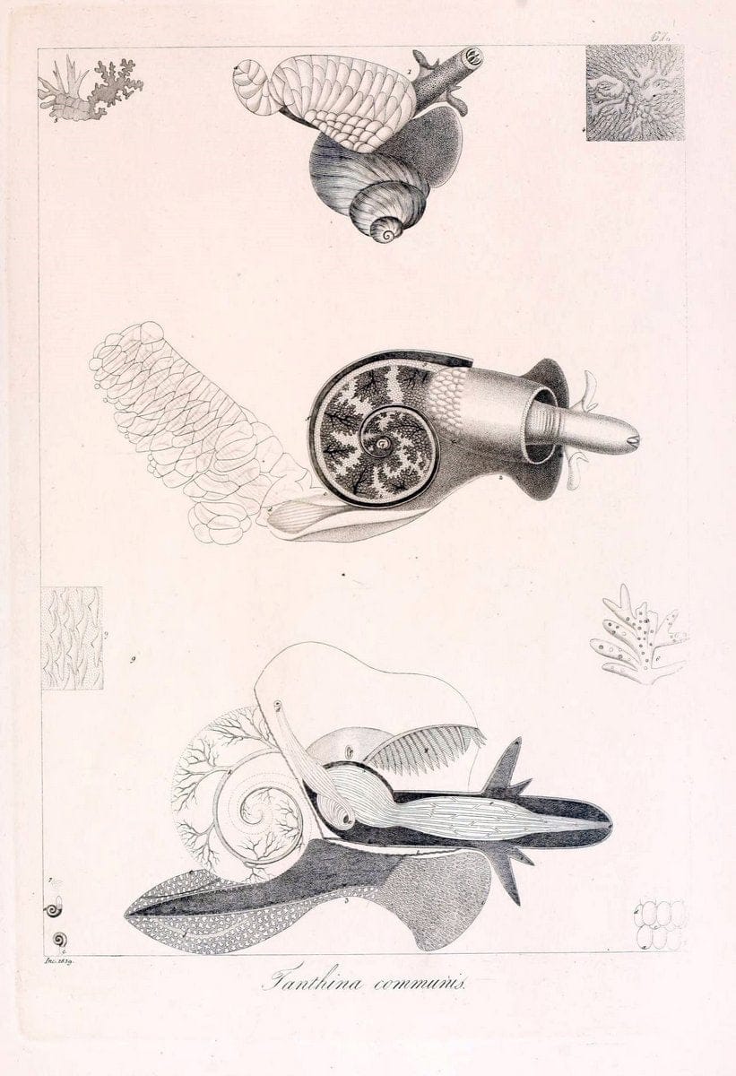 Descrizione e notomia degli animali invertebrati della Sicilia citeriore :.Naples :C. Ba | Invertebrates "Kingdom of the Two Sicilies" "Sicily (Italy)"  | Vintage Print Reproduction 468691