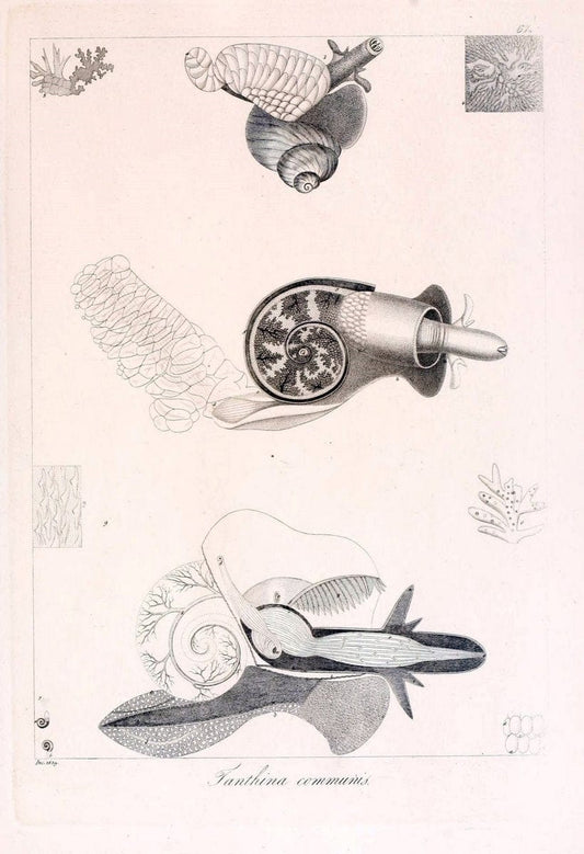 Descrizione e notomia degli animali invertebrati della Sicilia citeriore :.Naples :C. Ba | Invertebrates "Kingdom of the Two Sicilies" "Sicily (Italy)"  | Vintage Print Reproduction 468691