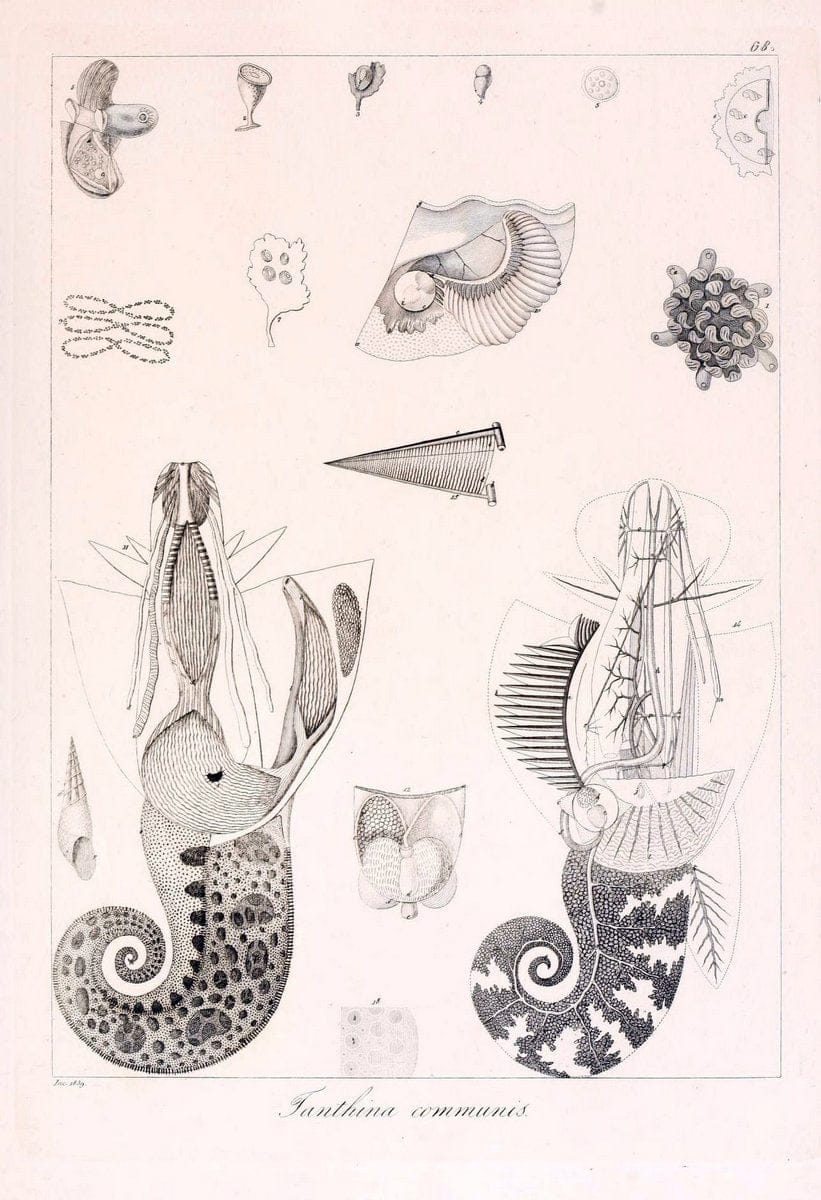 Descrizione e notomia degli animali invertebrati della Sicilia citeriore :.Naples :C. Ba | Invertebrates "Kingdom of the Two Sicilies" "Sicily (Italy)"  | Vintage Print Reproduction 468692