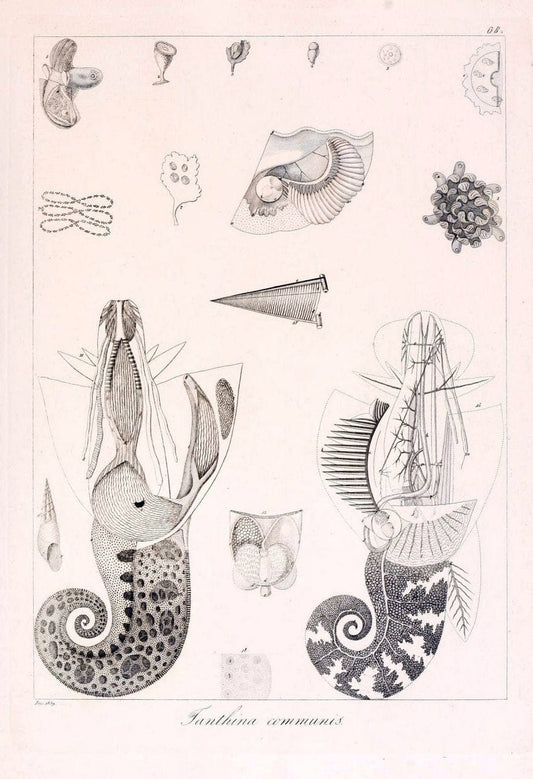 Descrizione e notomia degli animali invertebrati della Sicilia citeriore :.Naples :C. Ba | Invertebrates "Kingdom of the Two Sicilies" "Sicily (Italy)"  | Vintage Print Reproduction 468692