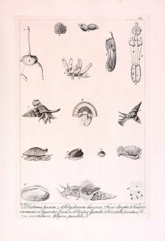 Descrizione e notomia degli animali invertebrati della Sicilia citeriore :.Naples :C. Ba | Invertebrates "Kingdom of the Two Sicilies" "Sicily (Italy)"  | Vintage Print Reproduction 468693