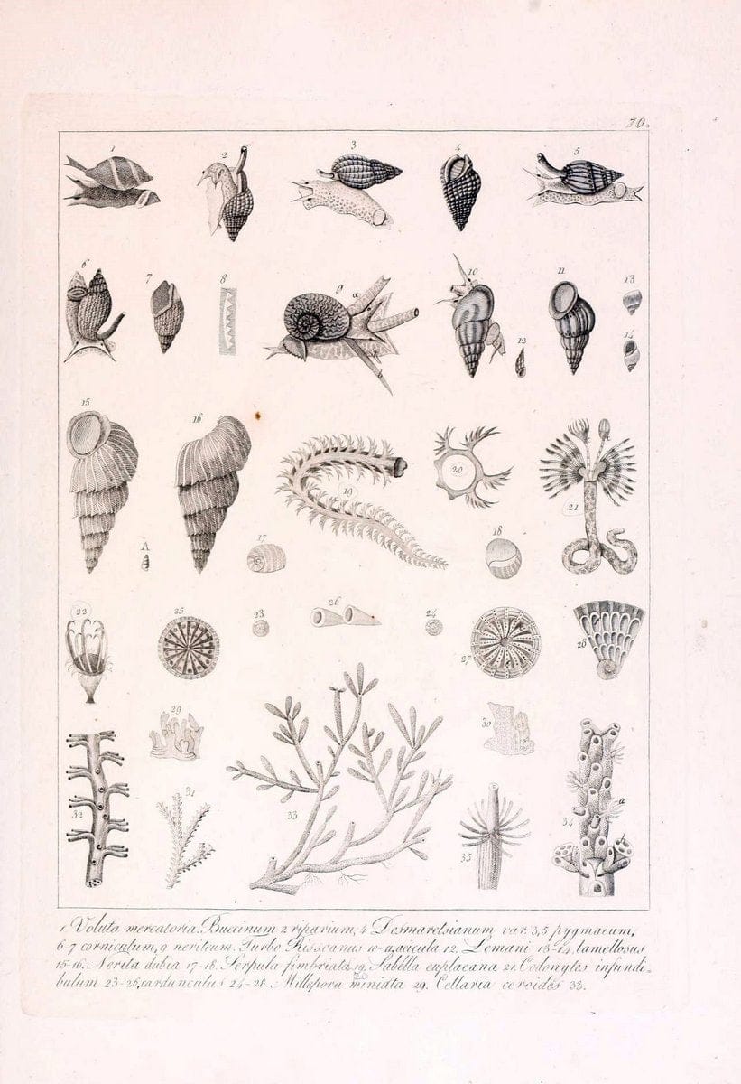 Descrizione e notomia degli animali invertebrati della Sicilia citeriore :.Naples :C. Ba | Invertebrates "Kingdom of the Two Sicilies" "Sicily (Italy)"  | Vintage Print Reproduction 468694