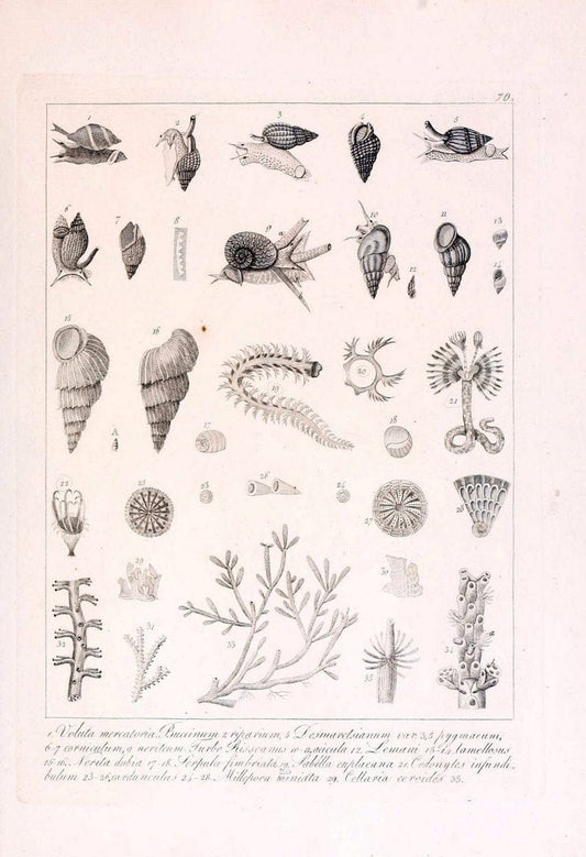 Descrizione e notomia degli animali invertebrati della Sicilia citeriore :.Naples :C. Ba | Invertebrates "Kingdom of the Two Sicilies" "Sicily (Italy)"  | Vintage Print Reproduction 468694
