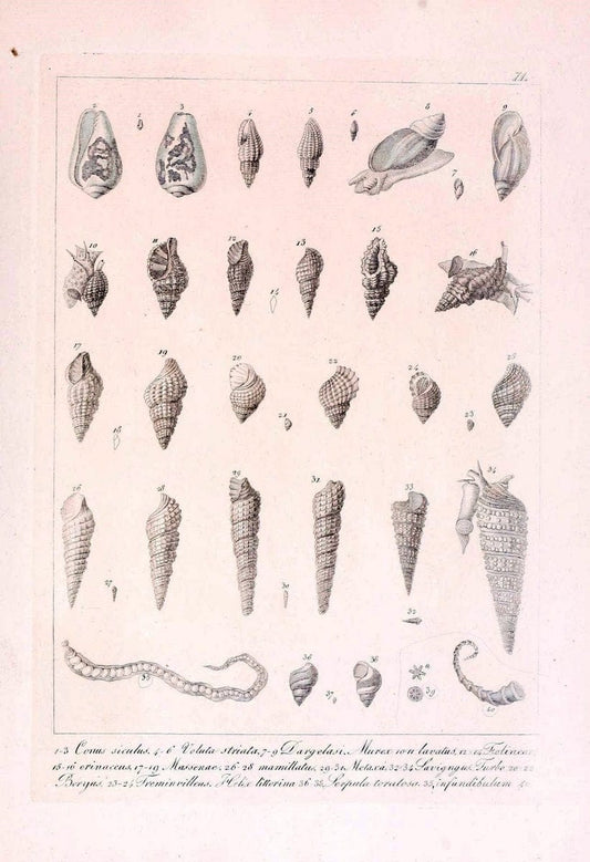 Descrizione e notomia degli animali invertebrati della Sicilia citeriore :.Naples :C. Ba | Invertebrates "Kingdom of the Two Sicilies" "Sicily (Italy)"  | Vintage Print Reproduction 468695