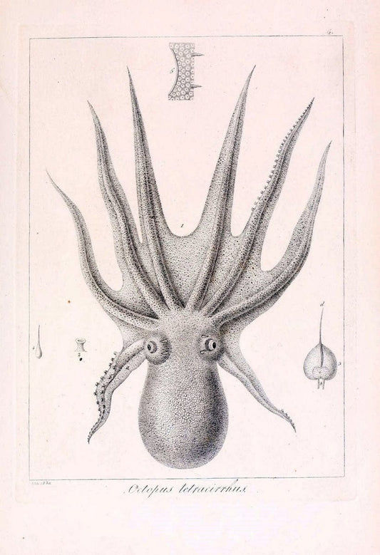 Descrizione e notomia degli animali invertebrati della Sicilia citeriore :.Naples :C. Ba | Invertebrates "Kingdom of the Two Sicilies" "Sicily (Italy)"  | Vintage Print Reproduction 468696