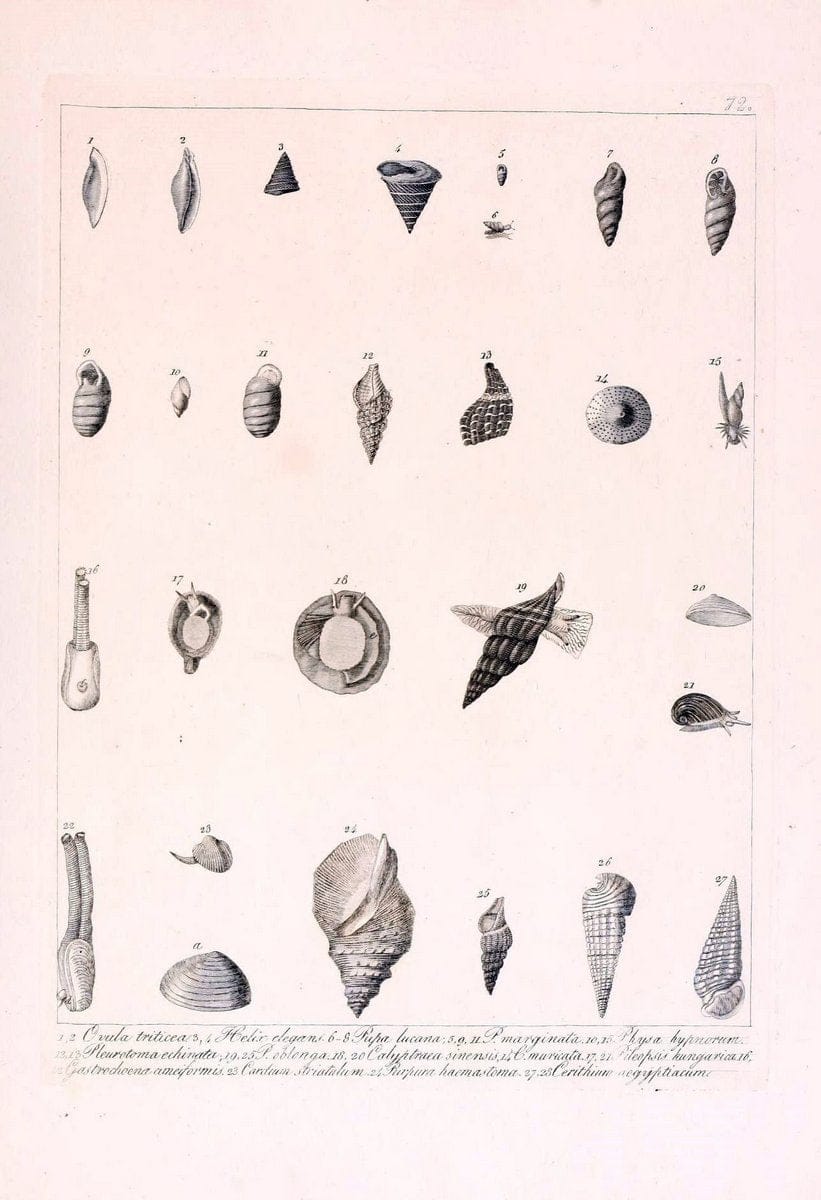 Descrizione e notomia degli animali invertebrati della Sicilia citeriore :.Naples :C. Ba | Invertebrates "Kingdom of the Two Sicilies" "Sicily (Italy)"  | Vintage Print Reproduction 468697