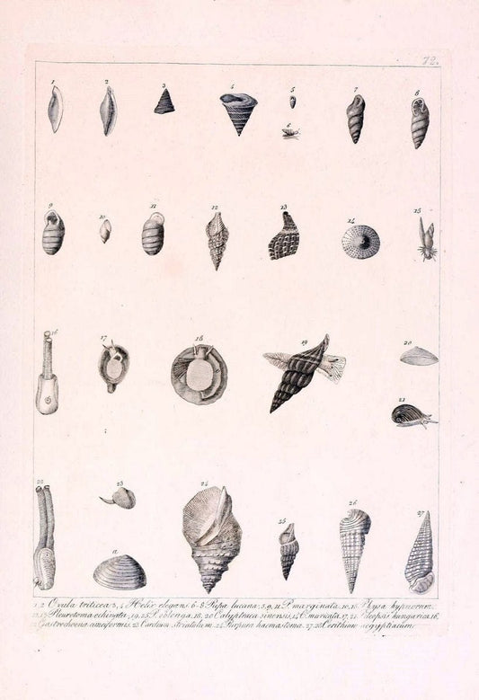 Descrizione e notomia degli animali invertebrati della Sicilia citeriore :.Naples :C. Ba | Invertebrates "Kingdom of the Two Sicilies" "Sicily (Italy)"  | Vintage Print Reproduction 468697