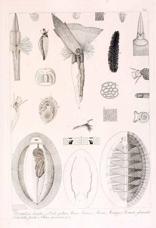 Descrizione e notomia degli animali invertebrati della Sicilia citeriore :.Naples :C. Ba | Invertebrates "Kingdom of the Two Sicilies" "Sicily (Italy)"  | Vintage Print Reproduction 468699