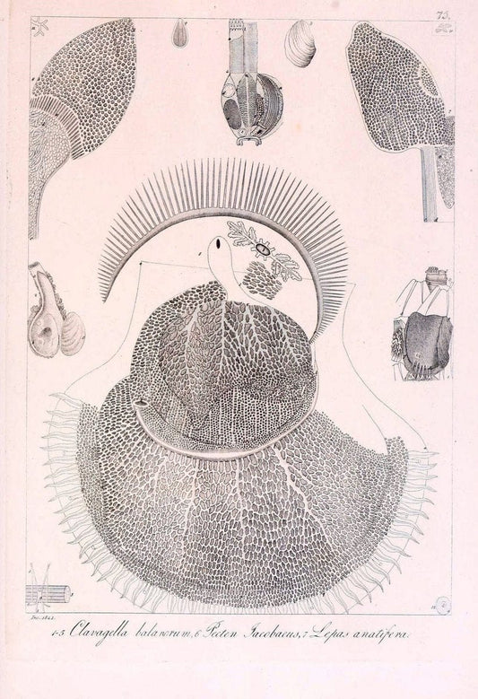 Descrizione e notomia degli animali invertebrati della Sicilia citeriore :.Naples :C. Ba | Invertebrates "Kingdom of the Two Sicilies" "Sicily (Italy)"  | Vintage Print Reproduction 468700