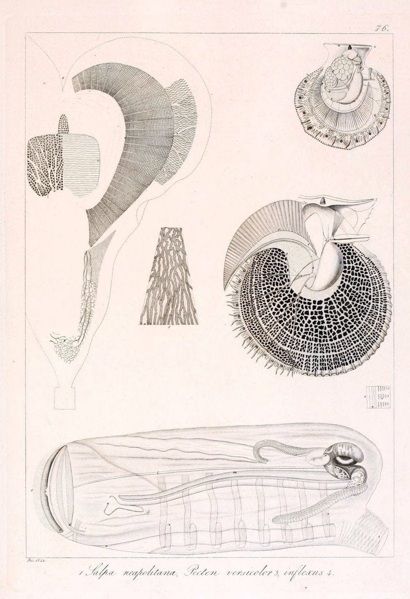 Descrizione e notomia degli animali invertebrati della Sicilia citeriore :.Naples :C. Ba | Invertebrates "Kingdom of the Two Sicilies" "Sicily (Italy)"  | Vintage Print Reproduction 468701