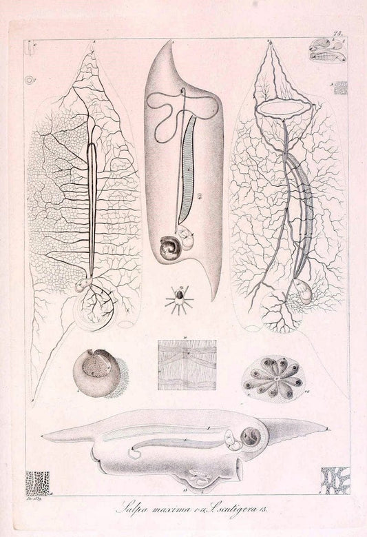 Descrizione e notomia degli animali invertebrati della Sicilia citeriore :.Naples :C. Ba | Invertebrates "Kingdom of the Two Sicilies" "Sicily (Italy)"  | Vintage Print Reproduction 468703