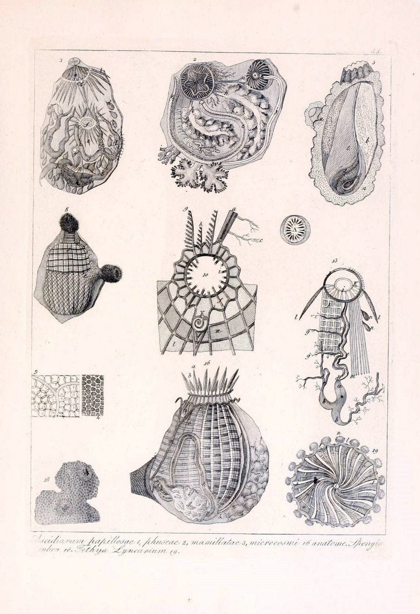 Dragable Image