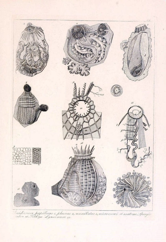 Descrizione e notomia degli animali invertebrati della Sicilia citeriore :.Naples :C. Ba | Invertebrates "Kingdom of the Two Sicilies" "Sicily (Italy)"  | Vintage Print Reproduction 468706
