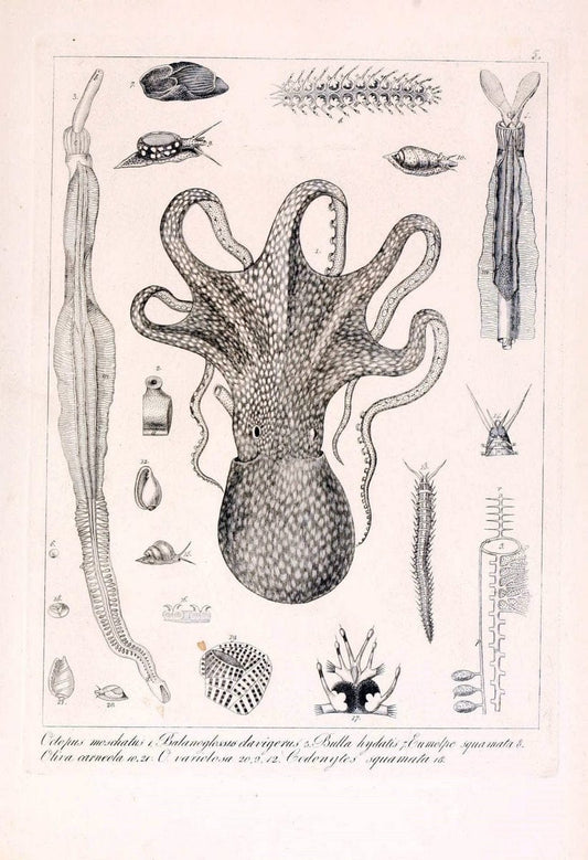 Descrizione e notomia degli animali invertebrati della Sicilia citeriore :.Naples :C. Ba | Invertebrates "Kingdom of the Two Sicilies" "Sicily (Italy)"  | Vintage Print Reproduction 468707