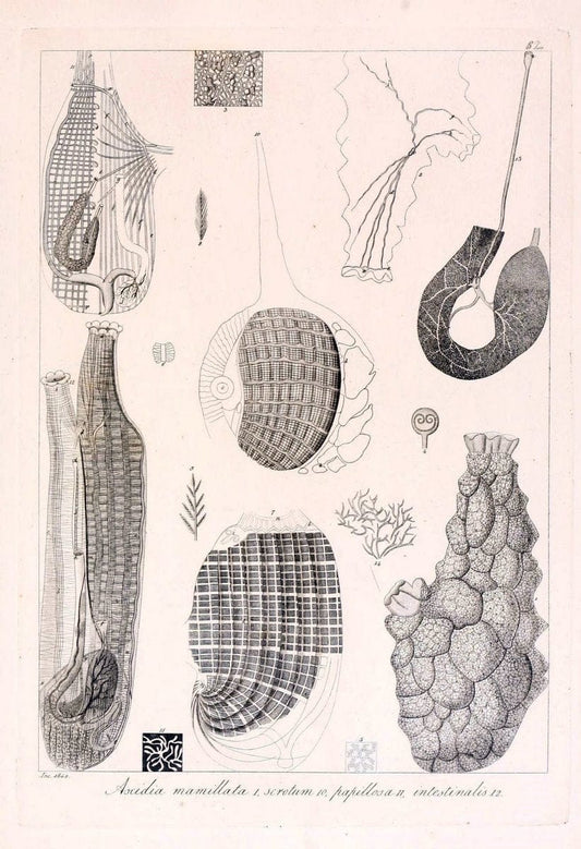 Descrizione e notomia degli animali invertebrati della Sicilia citeriore :.Naples :C. Ba | Invertebrates "Kingdom of the Two Sicilies" "Sicily (Italy)"  | Vintage Print Reproduction 468708