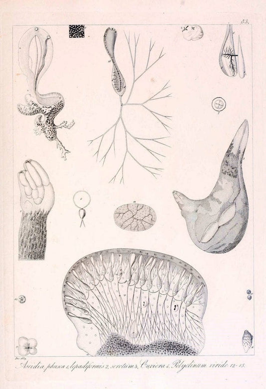 Descrizione e notomia degli animali invertebrati della Sicilia citeriore :.Naples :C. Ba | Invertebrates "Kingdom of the Two Sicilies" "Sicily (Italy)"  | Vintage Print Reproduction 468709