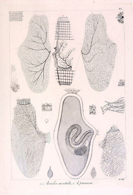 Descrizione e notomia degli animali invertebrati della Sicilia citeriore :.Naples :C. Ba | Invertebrates "Kingdom of the Two Sicilies" "Sicily (Italy)"  | Vintage Print Reproduction 468710