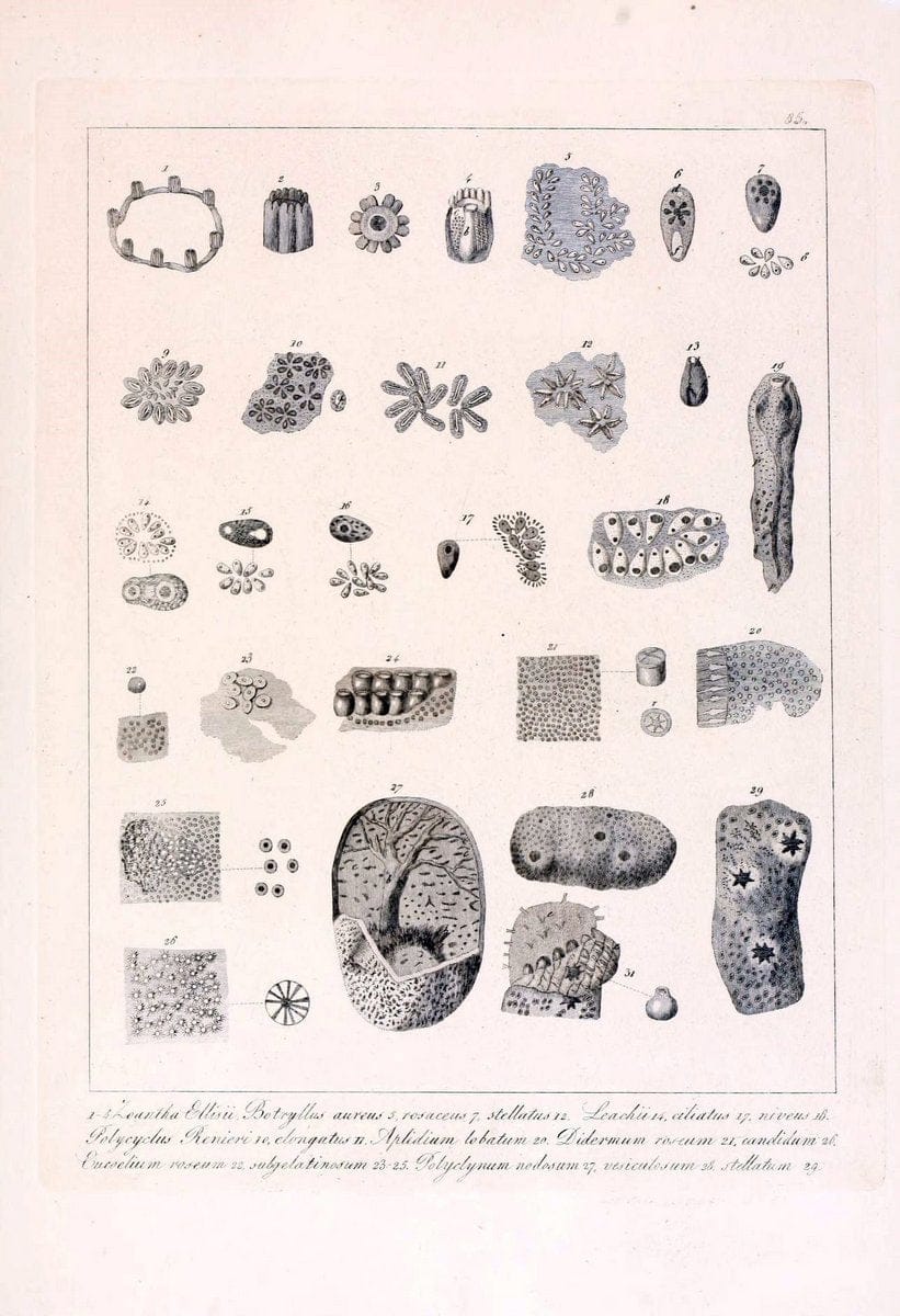 Descrizione e notomia degli animali invertebrati della Sicilia citeriore :.Naples :C. Ba | Invertebrates "Kingdom of the Two Sicilies" "Sicily (Italy)"  | Vintage Print Reproduction 468711