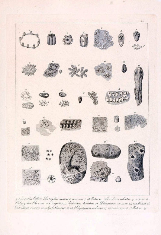 Descrizione e notomia degli animali invertebrati della Sicilia citeriore :.Naples :C. Ba | Invertebrates "Kingdom of the Two Sicilies" "Sicily (Italy)"  | Vintage Print Reproduction 468711