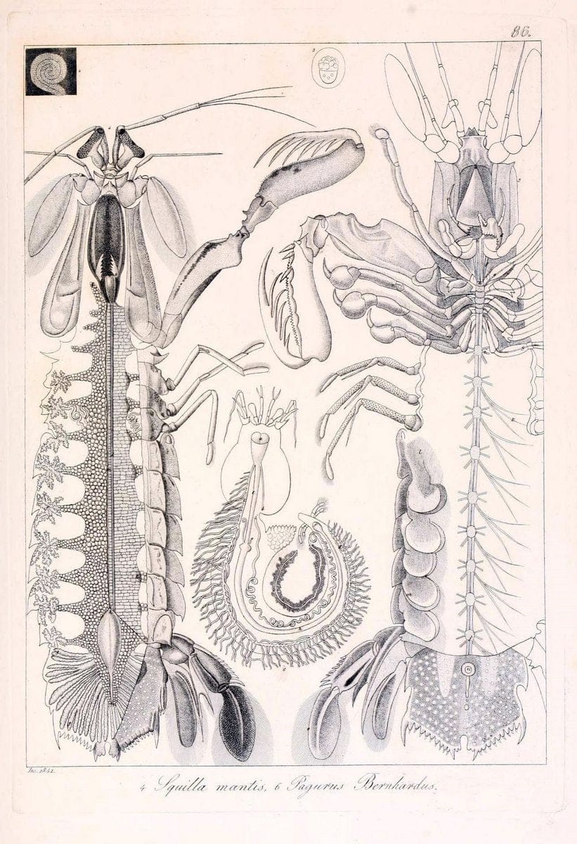 Descrizione e notomia degli animali invertebrati della Sicilia citeriore :.Naples :C. Ba | Invertebrates "Kingdom of the Two Sicilies" "Sicily (Italy)"  | Vintage Print Reproduction 468712