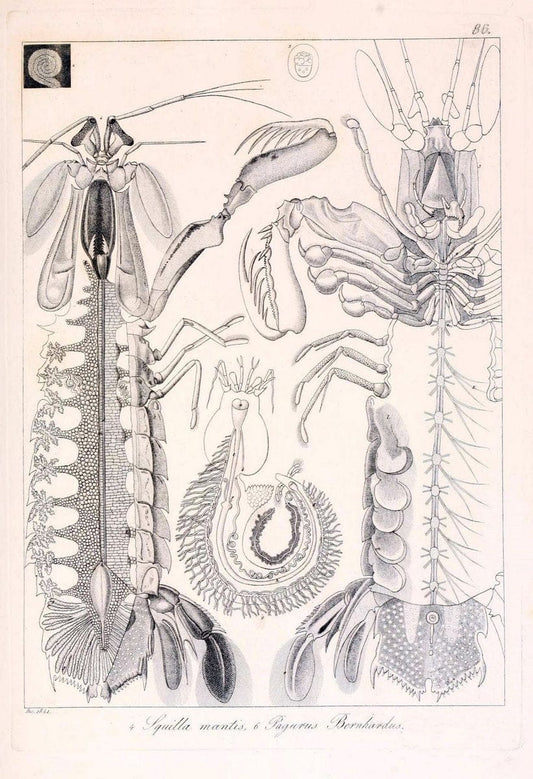 Descrizione e notomia degli animali invertebrati della Sicilia citeriore :.Naples :C. Ba | Invertebrates "Kingdom of the Two Sicilies" "Sicily (Italy)"  | Vintage Print Reproduction 468712