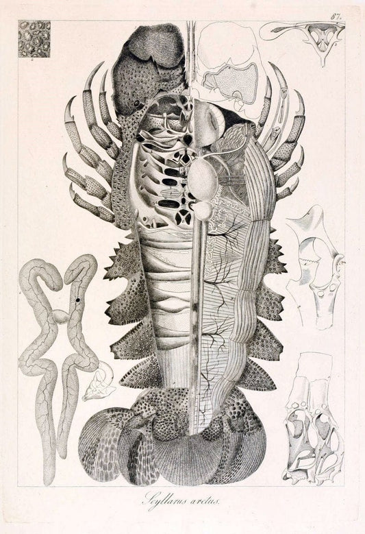 Descrizione e notomia degli animali invertebrati della Sicilia citeriore :.Naples :C. Ba | Invertebrates "Kingdom of the Two Sicilies" "Sicily (Italy)"  | Vintage Print Reproduction 468713