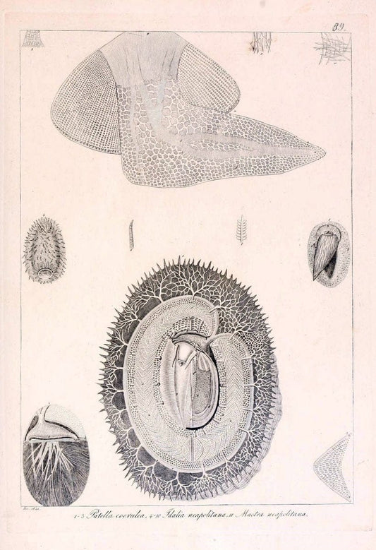 Descrizione e notomia degli animali invertebrati della Sicilia citeriore :.Naples :C. Ba | Invertebrates "Kingdom of the Two Sicilies" "Sicily (Italy)"  | Vintage Print Reproduction 468715