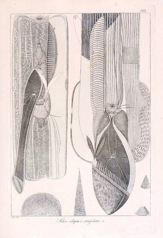Descrizione e notomia degli animali invertebrati della Sicilia citeriore :.Naples :C. Ba | Invertebrates "Kingdom of the Two Sicilies" "Sicily (Italy)"  | Vintage Print Reproduction 468717