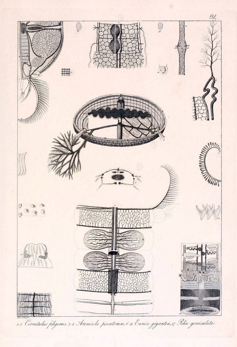 Descrizione e notomia degli animali invertebrati della Sicilia citeriore :.Naples :C. Ba | Invertebrates "Kingdom of the Two Sicilies" "Sicily (Italy)"  | Vintage Print Reproduction 468718